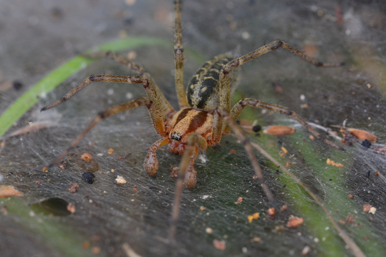 Agelena labyrinthica Agelena labyrinthica